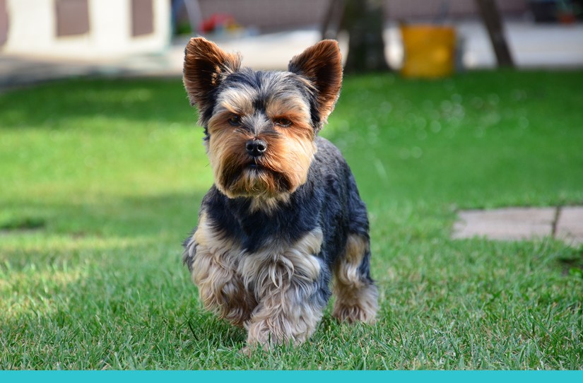 🐕FAZENDO O NOVO CACHORRO PASTOR INGLÊS NEON🐕 