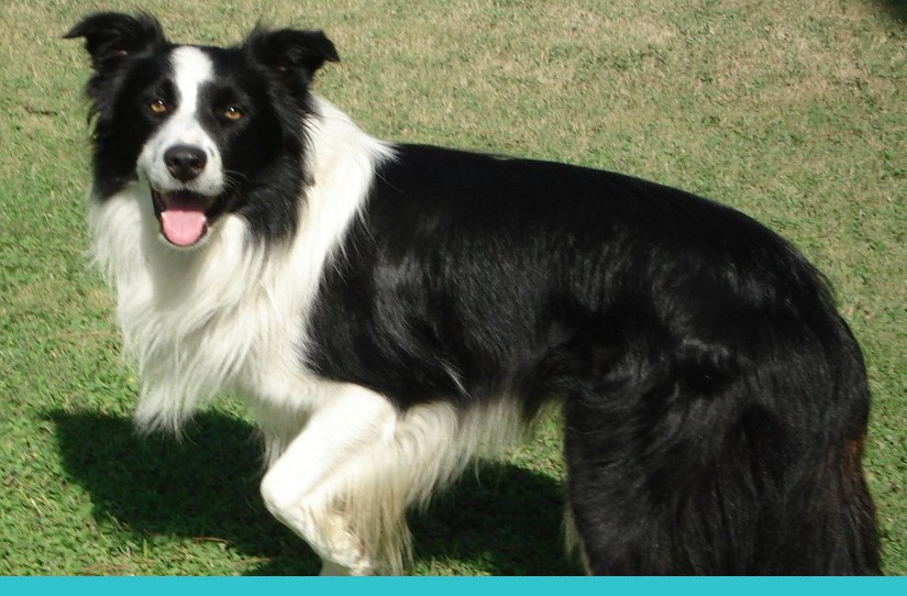 Cachorro Border Collie: saiba tudo sobre a raça