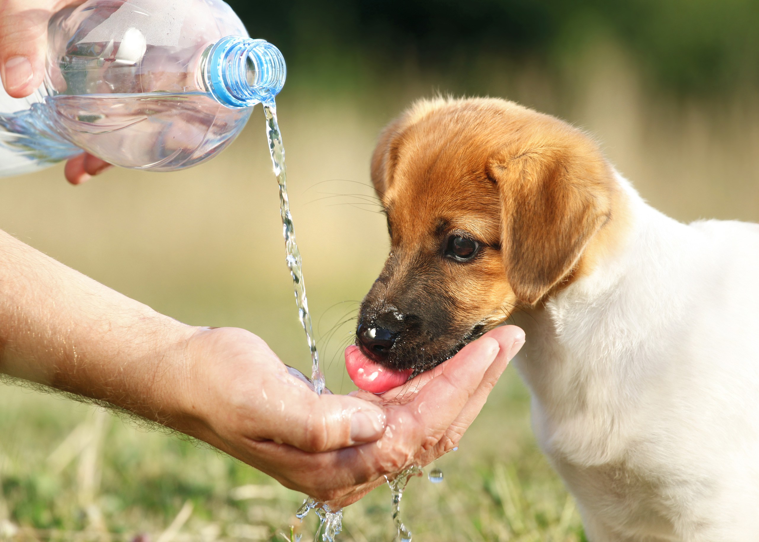 Dogs into. Вода для животных. Собака пьет воду. Собака пьет воду в жару. Бездомные животные в жару.