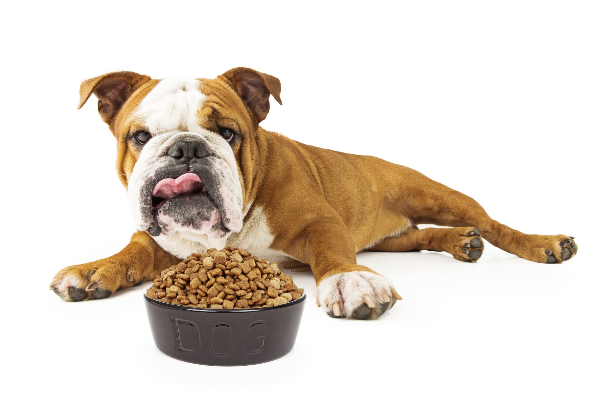 Собака кушает корм. Корм для собак. Собака кушает. Собака ест сухой корм. Собачья еда.