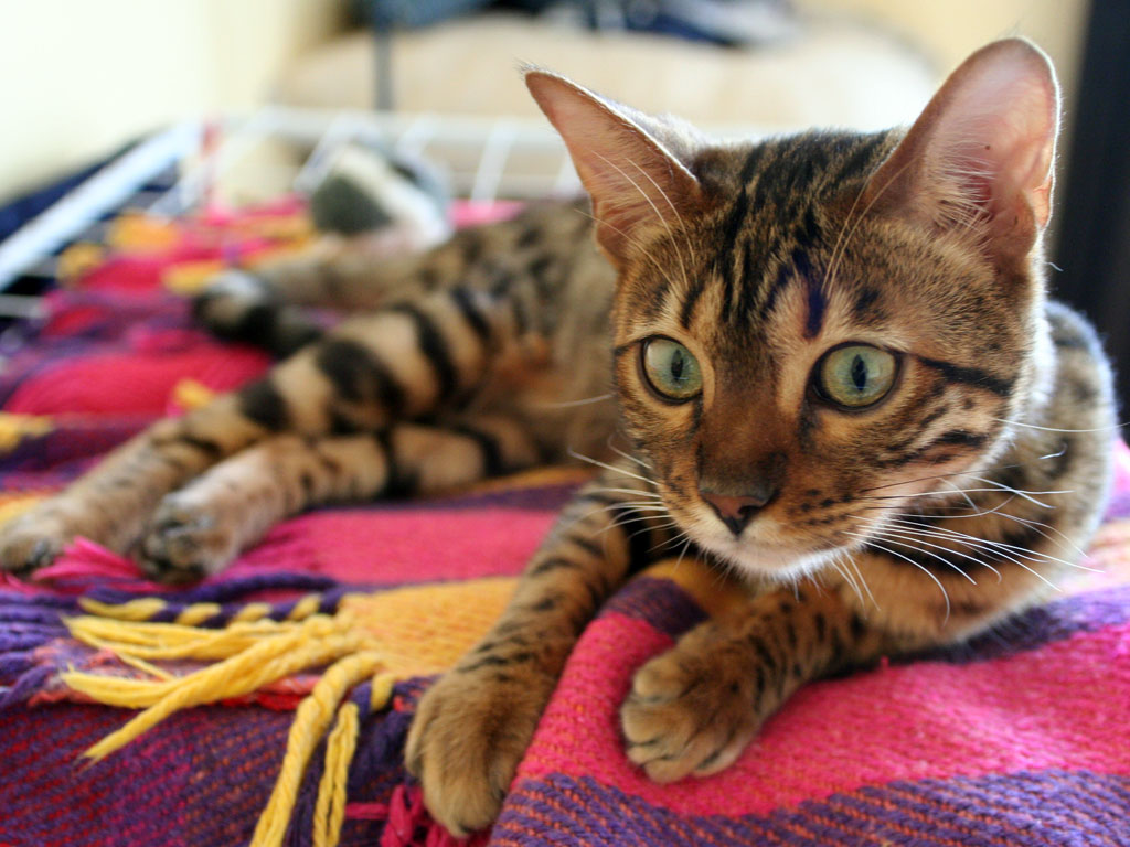 Gatos de apartamento: aspetos a considerar para ter um gato feliz