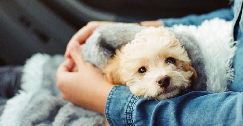 Ideias de Nomes para Cães e Cadelas de A a Z, Mais conselhos