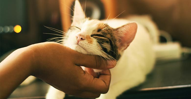 Adestrar gatos: como fazer? – Blog da Neon Pet