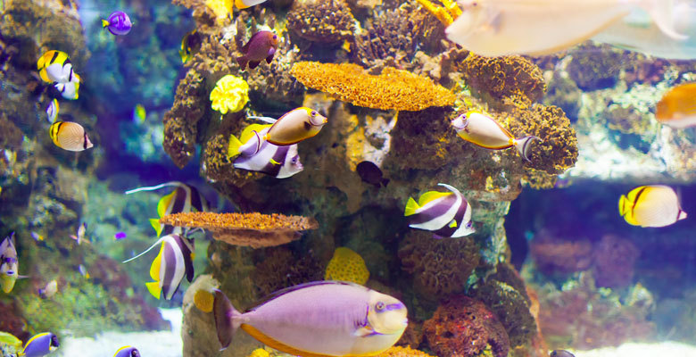 Ideias de Bichinhos de aquário para se ter – Blog da Neon Pet Shop